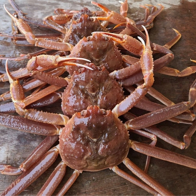 조업 수율 좋은 강구항 영덕 대게, 1박스, 5마리(생물)