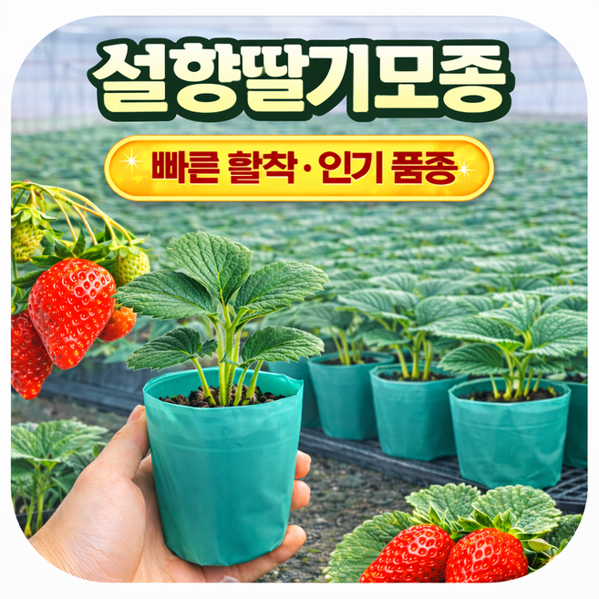 설향딸기모종 묘목 설향 딸기묘 노지 하우스용 베란다 텃밭 전문가 컵포트 쉬운재배 당해 결실가능, 10개