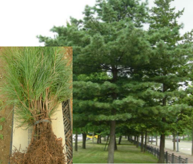 (성실)잣나무묘목 실생5년 8그루