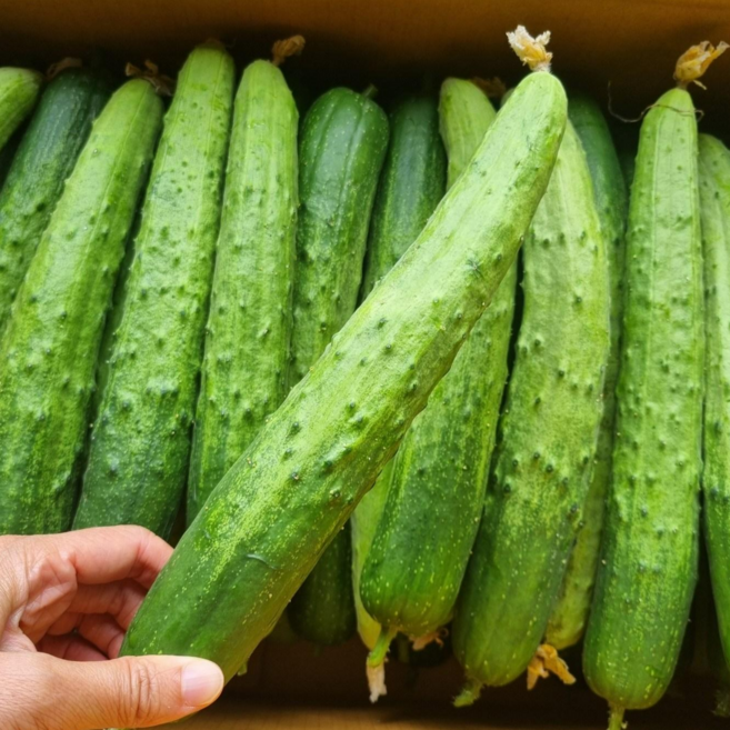 풀래음 못난이 공품 백오이 백다다기 오이 50개, 1박스, 10kg내외