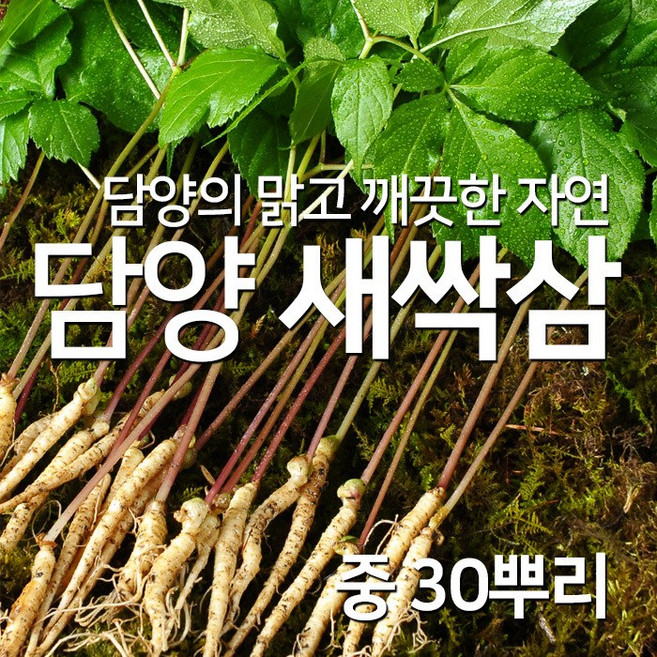 담양 채식 웰빙 식단 쌈채소 새싹삼 대 30뿌리, 1개