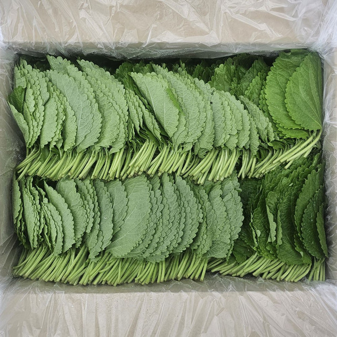 클릭마켓 국내산 찹찹이 깻잎 펴진 깻잎, 1개, 1kg
