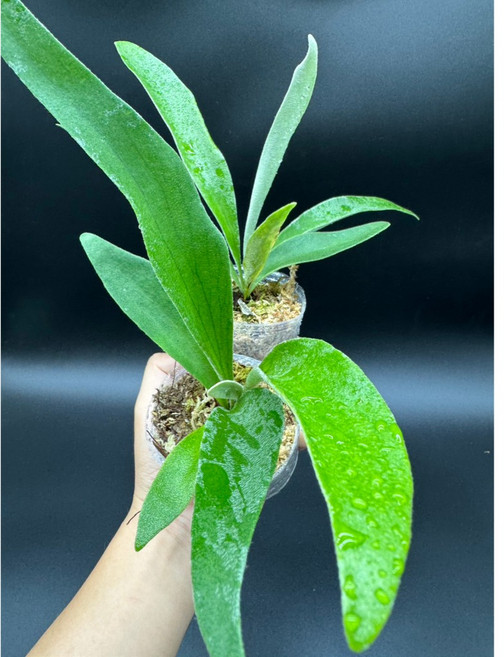 金功夫植物園 2.5吋 金鋼狼 奧銀交爪哇 鹿角蕨(TC) #觀葉植物#雨林植物, 1個, 2顆2.5吋金鋼狼