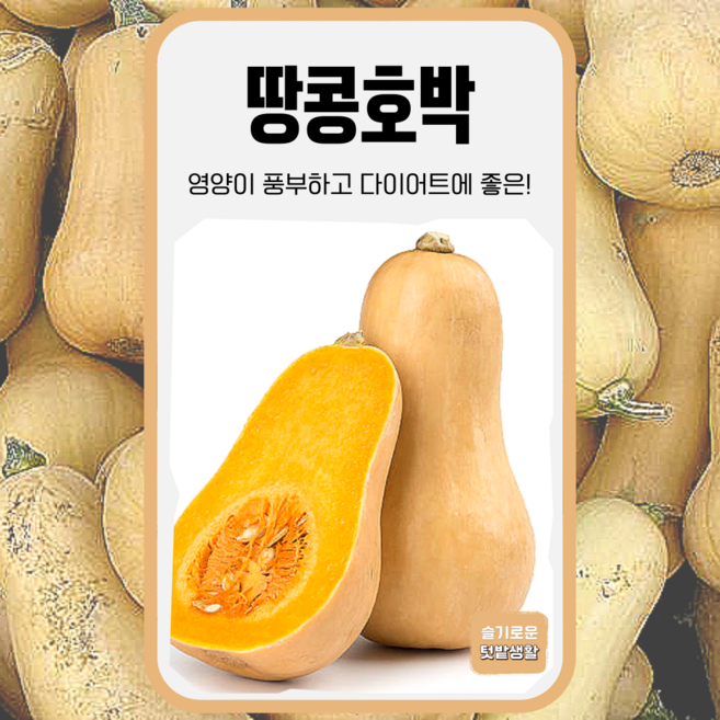 땅콩호박 씨앗 10립 세계종묘 종자 모종 씨 채소 작물 일반종 버터넛스쿼시 채소씨 호박씨, 1개