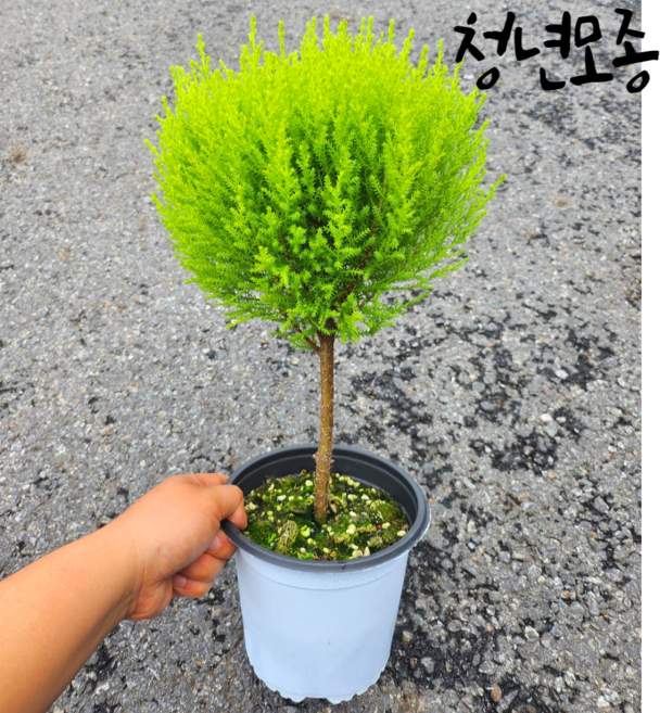 핫도그 율마 외목대 중품 윌마 피톤치드 키우기 실내공기정화식물, 핫도그율마 중품, 1개
