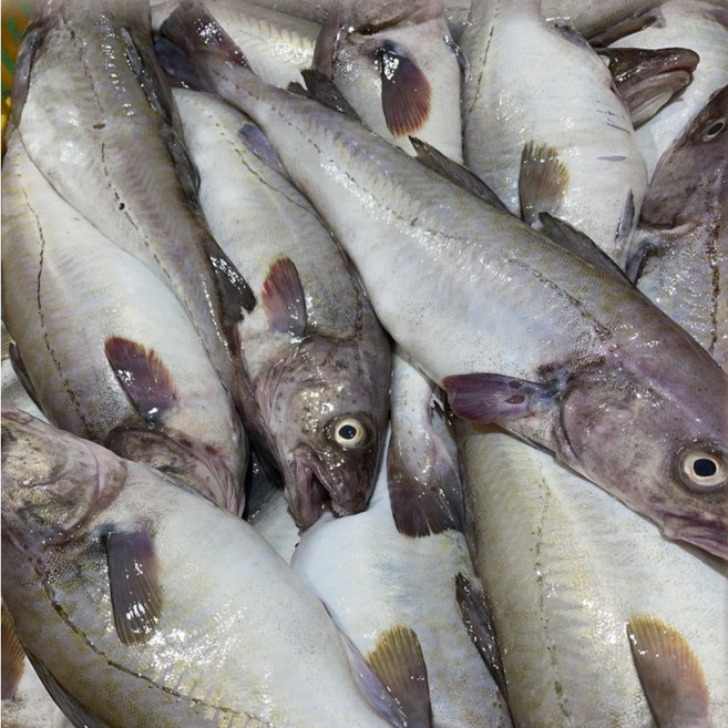 손질 생대구 매운탕 (손질 대구 500g 내외 + 매운탕소스 2팩) (aaa_5565) [원산지:국산], 1세트