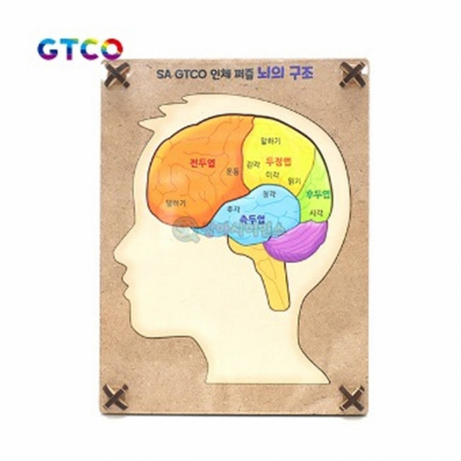 인체 퍼즐 뇌의 구조(6pcs)(1인용), 1개