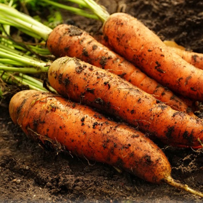 한정특가 우수농가 제주 구좌당근, 1박스, 3kg (중)