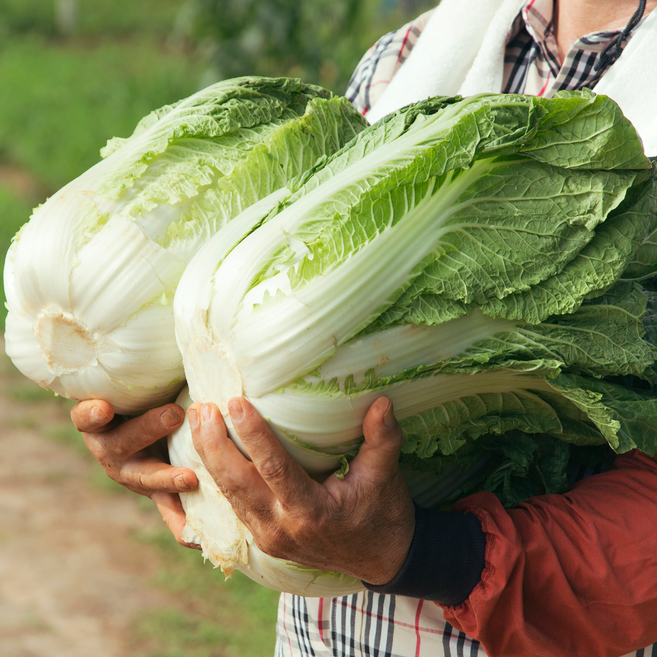 [재주문율1위] 손질된 국내산 배추 2~3포기, 6kg, 1박스