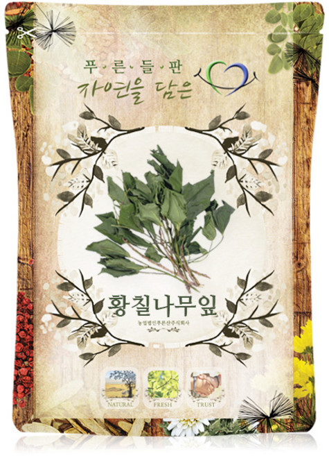 푸른들판 국산 건조 황칠 나무 잎 차, 1개, 100g
