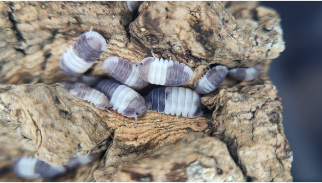 [70종] 등각류 분해생물 쥐며느리 톡토기 비바리움 교육용, 1세트