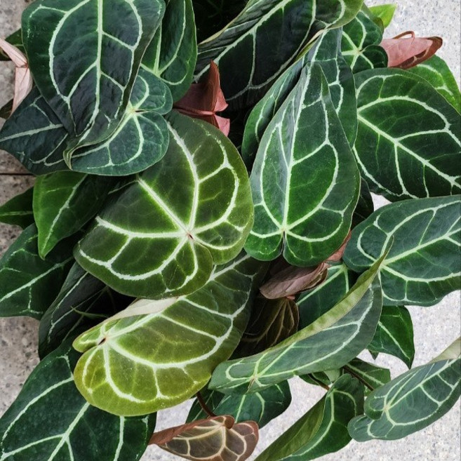 안스리움 메그나피넘 메그니피컴 그린식물팜, 1개