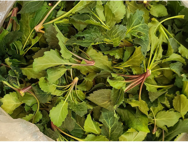 울릉도 생 부지깽이 쑥부쟁이, 1세트, 1kg