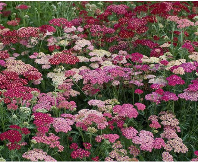 톱풀 썸머베리스 노지월동다년초 숙근묘 오래피는꽃 절화가능 규격10cm화분 꽃심야생화, 3개