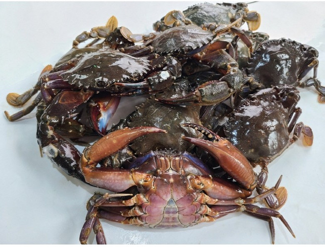여수 급냉 돌게 1kg내외 / 7-15마리쯤, 1개, 1kg