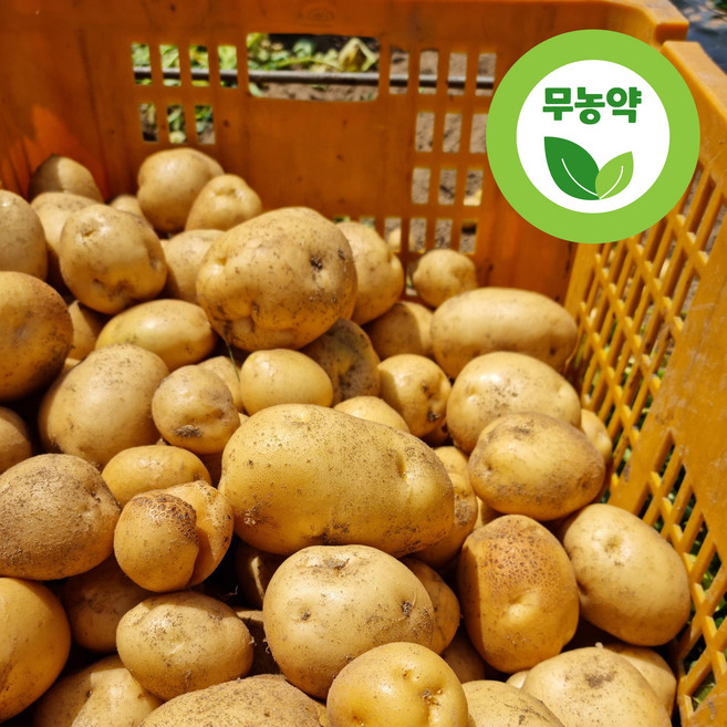 강원도 수미 감자 유기농 햇감자 친환경 무농약 감자, 수미감자, 3kg