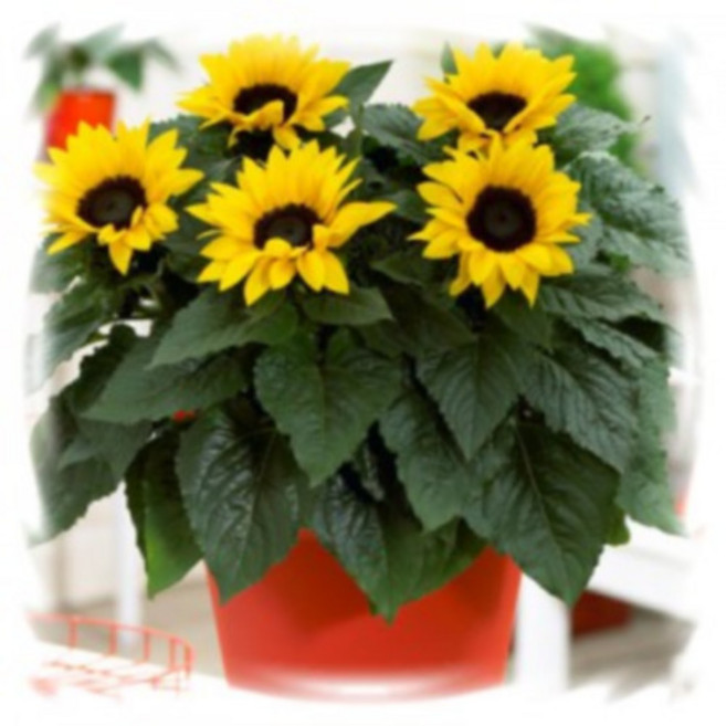 [꽃씨]해바라기, 썬세이션 옐로(왜성종) : 5립, 1개