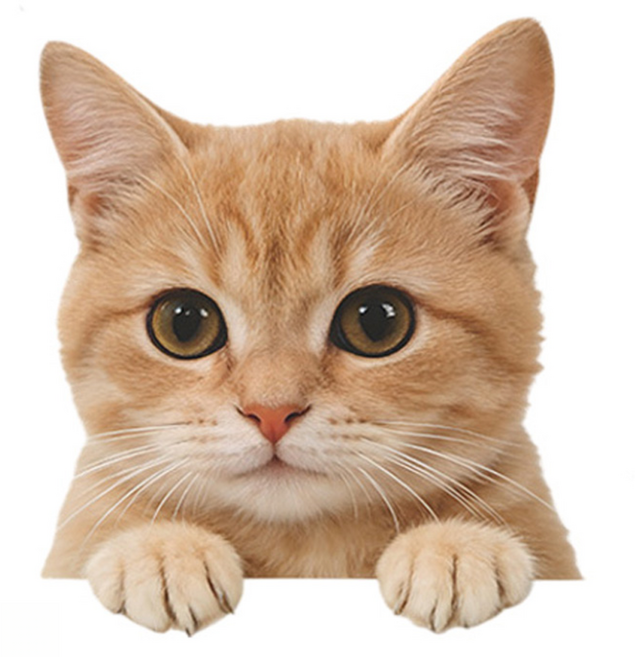 월간리빙 귀여운 동물 데코 창문 포인트 스티커, 고양이