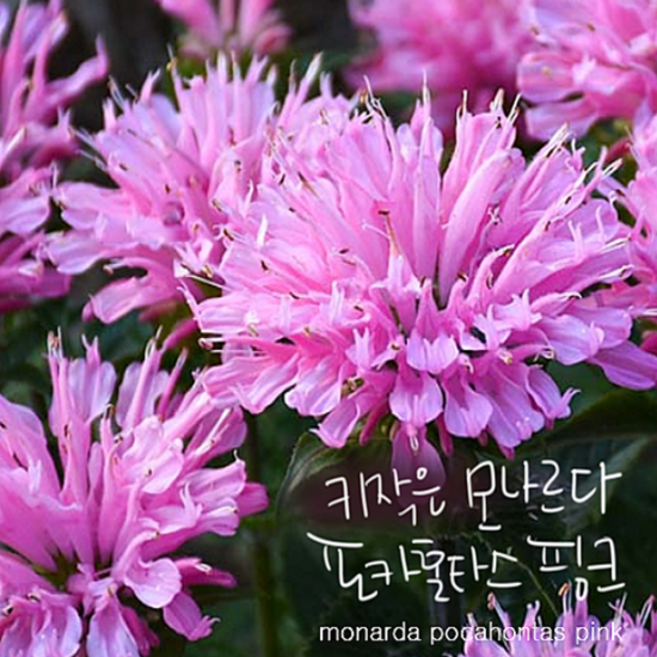 포카혼타스 핑크 [3개 복남이네야생화 모종 수레박하 벨가못 비밤 허브 왜성 모나르다], 1개