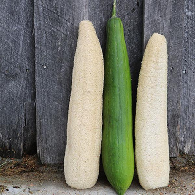 자연그대로 수세미열매 통수세미 제로웨이스트 일반형20~25cm, 1개, 1세트