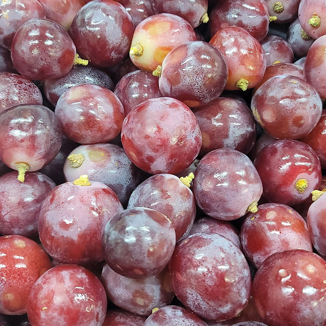 포도 못난이 알알이 레드글로브 주스용 수입 거봉 적포도, 1개, 못난이 알알이 레드글로브 4kg