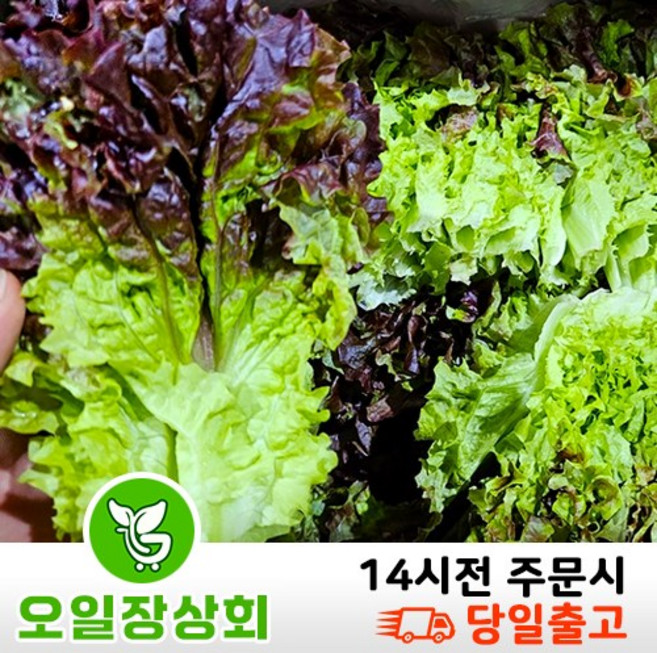 < 오일장 상회 > 국내산 꽃상추 2kg 4kg내외, 1개