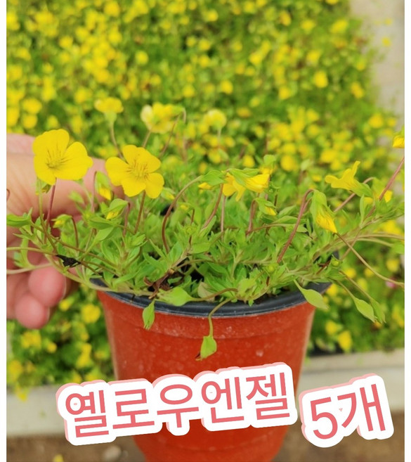 옐로우엔젤 5개/노란꽃이 예쁘게핀 순둥이 옐로우엔젤