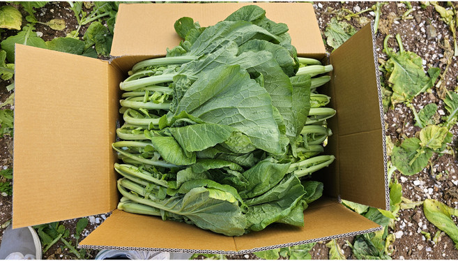 산지직송 여수 돌산갓 돌산청갓 생갓 햇갓 안갓 1박스 노지 생갓 김장용, 3kg, 1개
