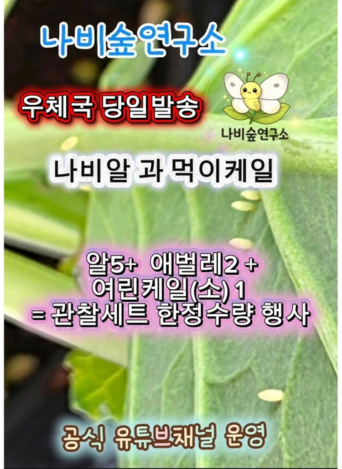 (배추흰나비알5+애벌레2 +여린케일1포트)배추흰나비키우기세트 나비키우기 수정란 애벌레 번데기 먹이식물 배추흰나비알 나비알 케일 초등과학관찰 나비알부화키트 나비숲연구소 초등숙제