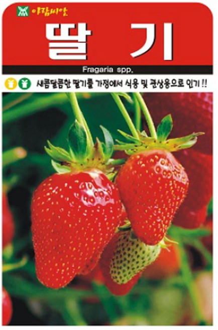 하이원 착한 딸기 씨앗 100립 딸기씨, 1개