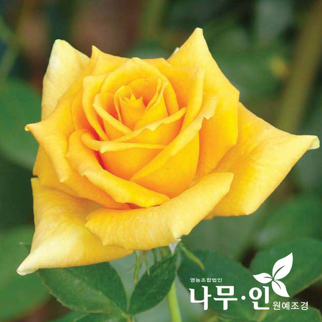 [나무인] 고급사계정원장미 란도라(노랑색) 30종