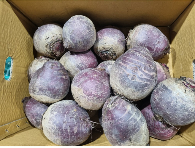 길룡이네 제주도 제주 비트 레드비트 국내산 3kg 5kg 10kg, 1개, 제주비트 10kg