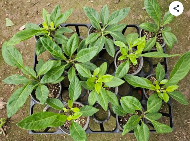 명월초 당뇨초 모종 포트 화분 10개