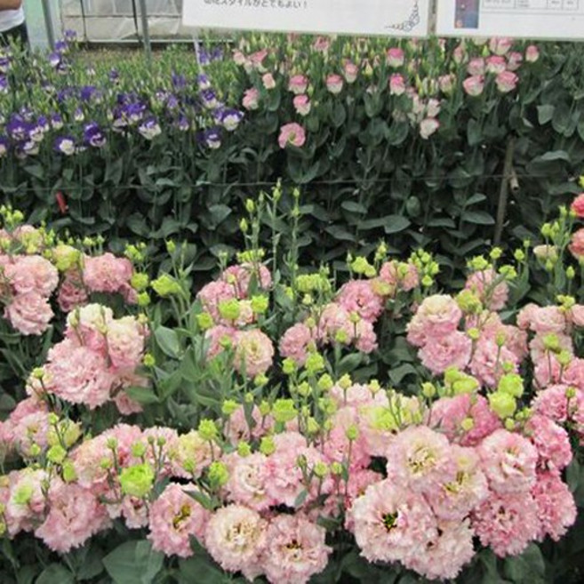 [꽃씨]리시안서스(꽃도라지), 1개