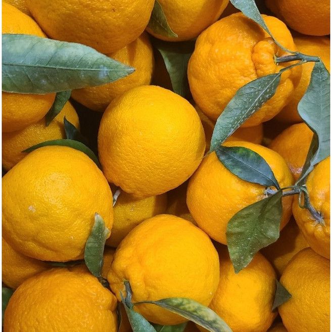 프리미엄 고당도 제주 한라봉 - 프리미엄/가정용 옵션, 1박스, 가정용 노지한라봉 소과 1.5kg