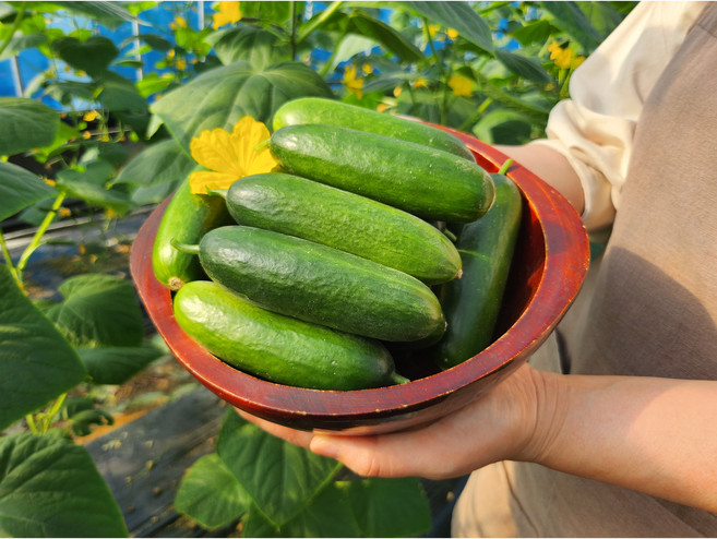 무농약 미니오이 스낵오이 미니스탑 농가직송, 1박스, 1.5kg *