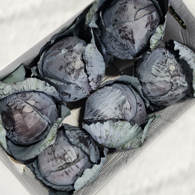 국내산 적채 업소용 대용량 최상품 8kg이상 적양배추, 1박스, 8kg