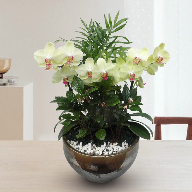 사구플라워 서양란 < 포츈 h-0078 > 본사 정품 당일3시간배송 YTN 공식광고, 1개