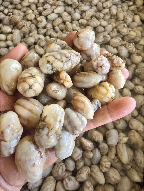 국내산 제철 생물 오만둥이 1kg~5kg 오만디 만득이, 1박스, 5kg