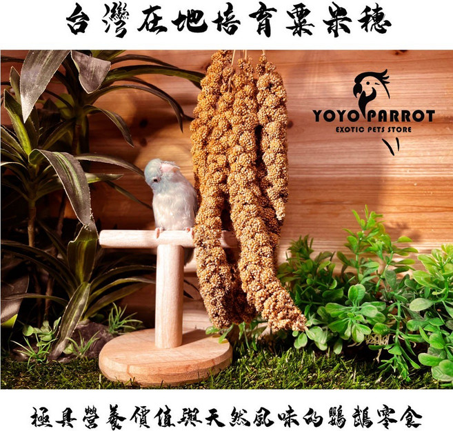 悠悠寵物 台灣在地天然小米穗 鸚鵡零食, 1個