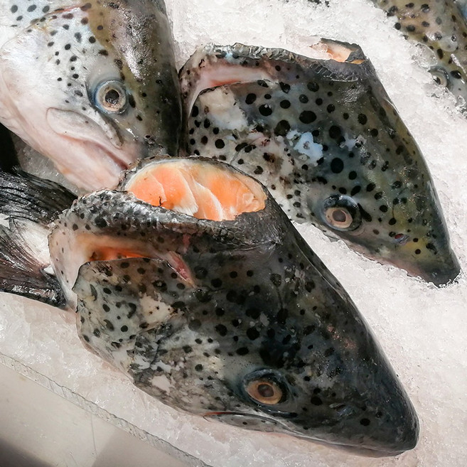 노르웨이 연어머리 구이용, 5개, 500g내외