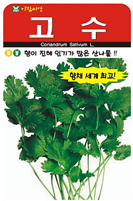 고수 씨앗 300립 아시아 향채 산나물 채소 종자, 1개