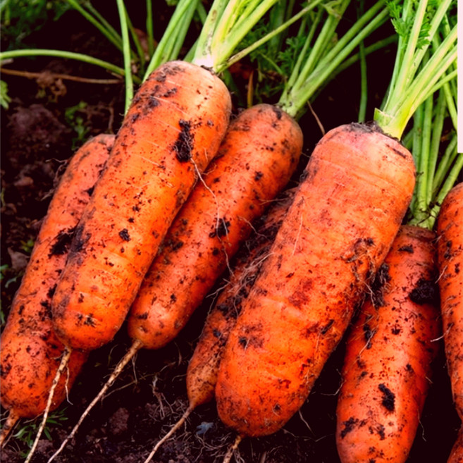 [리뷰증명] 유기농 당근 국내산 산지직송, 1박스, 1kg