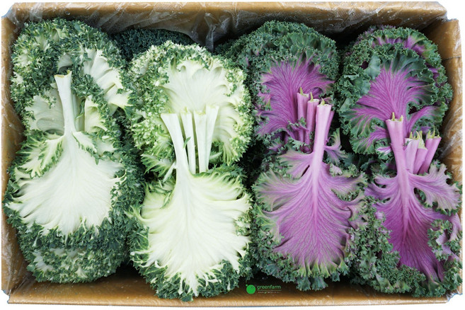 로즈(0.8kg-1kg)-푸른색이 많아요, 1개