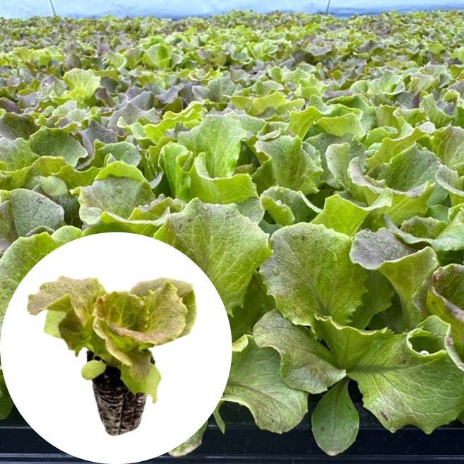 새마을총각 적아삭이상추모종 적생채, 2개