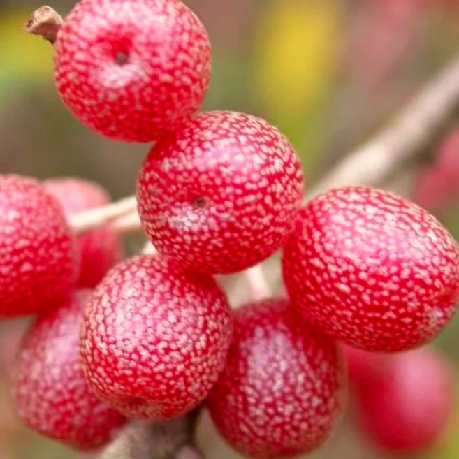 왕보리수 개량종 묘목 / 열매가 큰품종 / 가지가 아주 많고 실한묘목, 1개