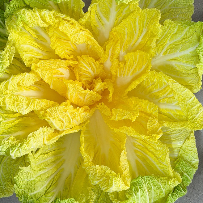 하라네 해남 베타 봄동 배추 황금배추 겉절이, 1박스, 1kg