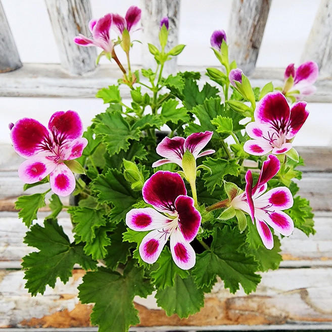 에덴플랜트 향랜디 (지름 10Cm포트 / 소품) 제라늄 랜디 꽃식물 페라고늄 야생화 사계절꽃 모기쫓는식물, 1개