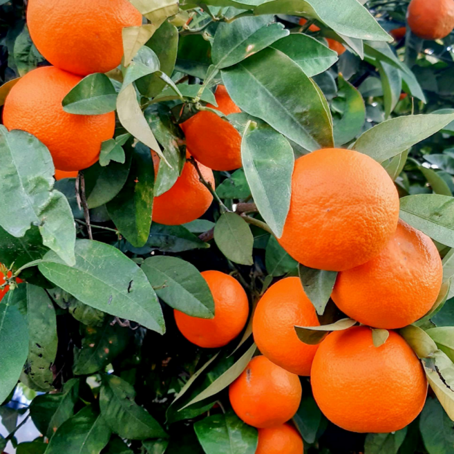 미국산 오렌지 중대과 특대과 과즙가득 착즙용 생과일, 1박스, 특대과 10개