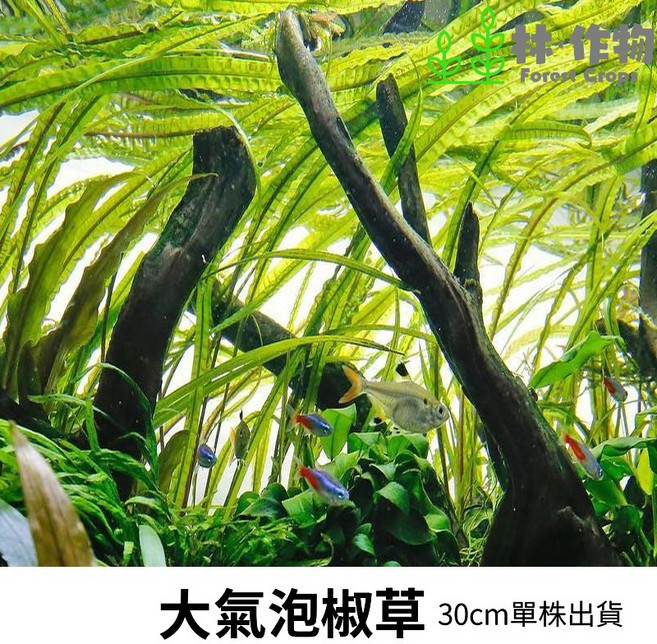 林作物 大氣泡椒草 水中葉 耐熱易種植 後景陰性水草 新手推薦, 1個